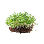 Mustard Microgreens (मोहरी मायक्रोग्रीन्स)