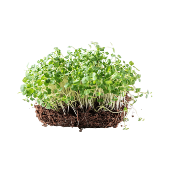 Mustard Microgreens (मोहरी मायक्रोग्रीन्स)
