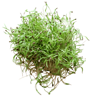 Dill Microgreens (शेपू मायक्रोग्रीन्स)