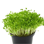 Fenugreek (methi) microgreens (Copy) 1