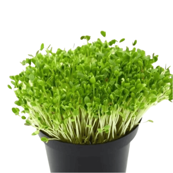 Fenugreek Microgreens (मेथी मायक्रोग्रीन्स)