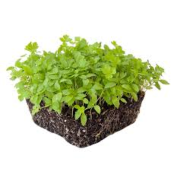 Parsley Microgreens (पार्सली मायक्रोग्रीन्स)