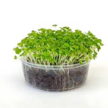 Basil Microgreens (तुळस मायक्रोग्रीन्स)