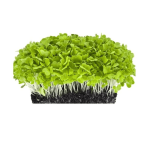 Lettuce microgreens (Copy) 2