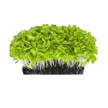 Lettuce Microgreens (लेट्यूस मायक्रोग्रीन्स)