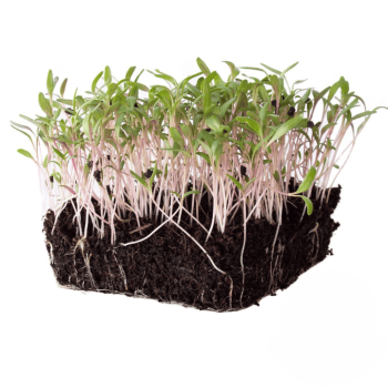 Swiss Chard Microgreens (स्विस चार्ड मायक्रोग्रीन्स)