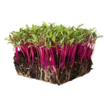 Beetroot microgreens (बीट मायक्रोग्रीन्स)