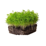 Carrot Microgreens (गाजर मायक्रोग्रीन्स)