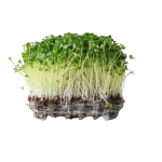 Broccoli Microgreens