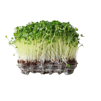 Broccoli Microgreens (ब्रोकोली मायक्रोग्रीन्स)