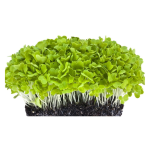 Cabbage Microgreens (कोबी मायक्रोग्रीन्स)