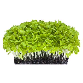 Cabbage Microgreens (कोबी मायक्रोग्रीन्स)