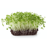 Cauliflower Microgreens (फुलकोबी मायक्रोग्रीन्स)