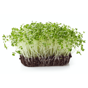 Cauliflower Microgreens (फुलकोबी मायक्रोग्रीन्स)
