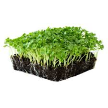 Kale microgreens (केल मायक्रोग्रीन्स)