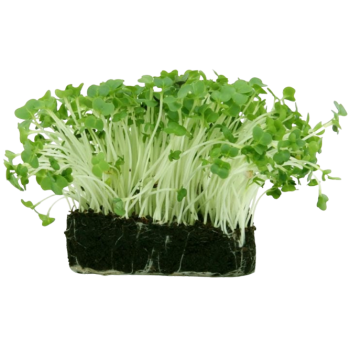 Radish Microgreens (मुळा मायक्रोग्रीन्स)