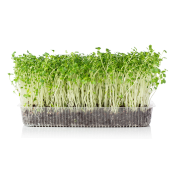 Alfalfa Microgreens (अल्फाल्फा   मायक्रोग्रीन्स)