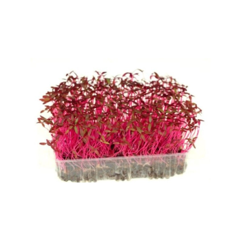 Amaranth Microgreens (राजगिरा मायक्रोग्रीन्स)