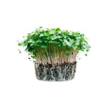 Arugula Microgreens (अरुगुला मायक्रोग्रीन्स)