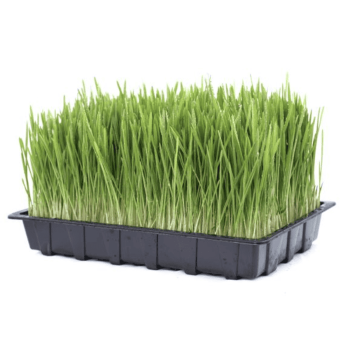Barley Grass (जवांकुर)