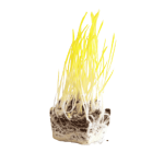 Corn microgreens (Copy) 1