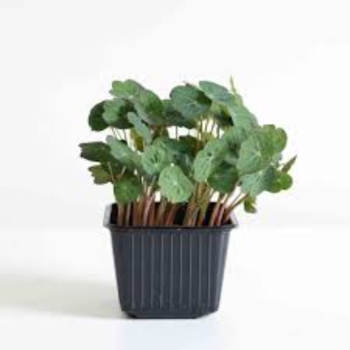 Nasturtium Microgreens (नॅस्टरशियम मायक्रोग्रीन्स)
