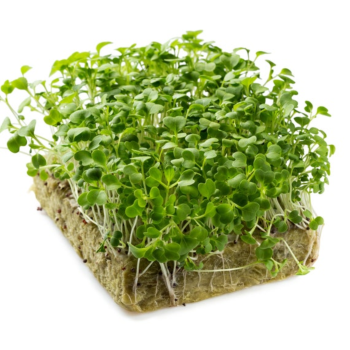 Oregano Microgreens (ओरिगानो मायक्रोग्रीन्स)