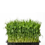 Pea shoots (Copy)