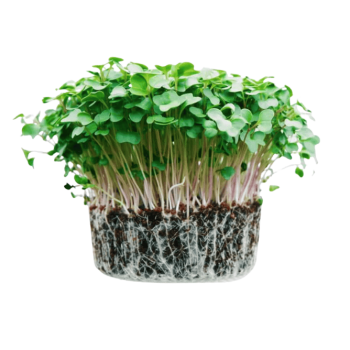 Quinoa Microgreens (क्विनोआ मायक्रोग्रीन्स)