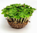 Sorrel Microgreens (चुका / सॉरेल मायक्रोग्रीन्स)