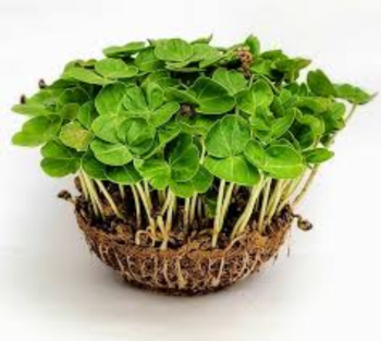 Sorrel Microgreens (चुका / सॉरेल मायक्रोग्रीन्स)