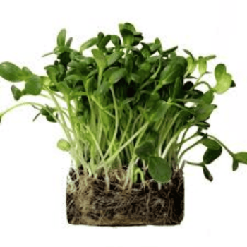 Sunflower Microgreens (सूर्यफूल मायक्रोग्रीन्स)