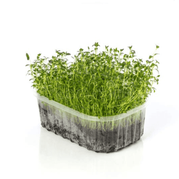 Thyme microgreens (थाइम मायक्रोग्रीन्स)