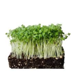 Watercress Microgreens (वॉटरक्रेस मायक्रोग्रीन्स)