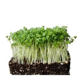 Watercress Microgreens (वॉटरक्रेस मायक्रोग्रीन्स)