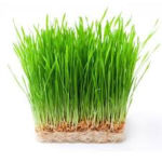 Wheatgrass (Copy)