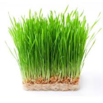 Wheatgrass (गव्हांकुर / गव्हाची पाती)